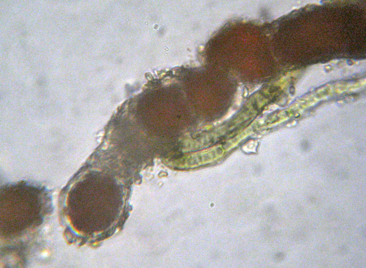 Trentepohlia probabilmente jolithus